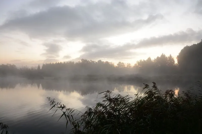 Mist over a still lake with reeds in the foreground